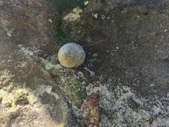 Bembicium nanum