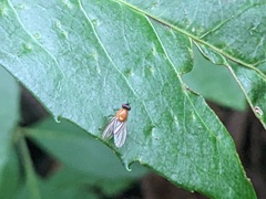 Sapromyza sciomyzina