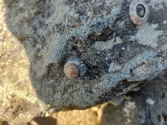 Bembicium nanum