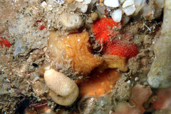 Pyura fissa