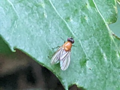 Sapromyza sciomyzina