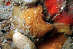 Pyura fissa