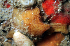Pyura fissa