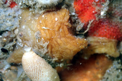 Pyura fissa