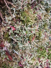 Cladonia transcendens