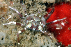 Halicarcinus ovatus