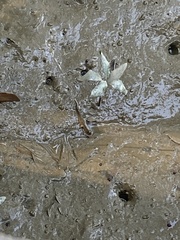 Periophthalmus modestus