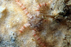 Ophiothrix caespitosa