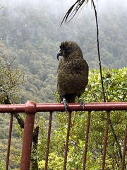 Nestor notabilis