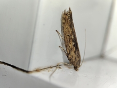 Phthorimaea operculella