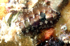 Acanthochitona kimberi
