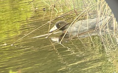 Hymenolaimus malacorhynchos