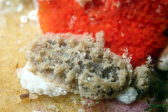 Acanthochitona pilsbryi