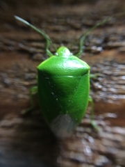 Glaucias amyoti