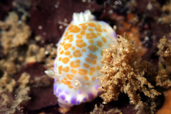 Chromodoris ambigua