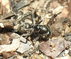 Calomyrmex