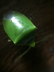 Glaucias amyoti