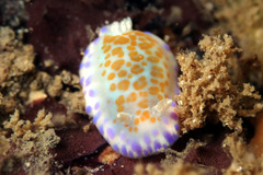 Chromodoris ambigua