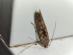 Phthorimaea operculella