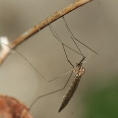 Trichocera annulata