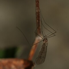 Trichocera annulata