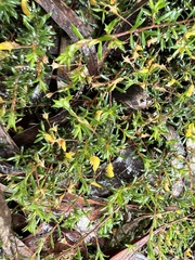 Pultenaea pedunculata