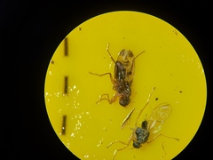 Opomyzidae