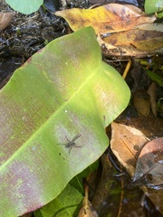 Pardosa pseudoannulata