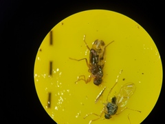 Opomyzidae