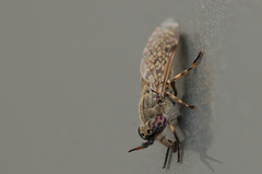 Haematopota pluvialis