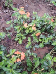 Crossandra