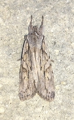 Lithophane leautieri
