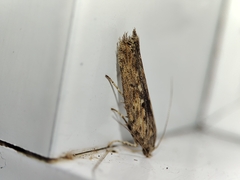 Phthorimaea operculella