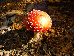 Amanita muscaria muscaria
