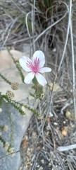 Pelargonium betulinum