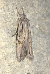 Lithophane leautieri
