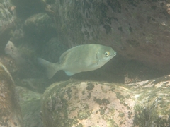 Kyphosus cinerascens