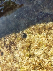 Tenguella marginalba