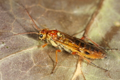 Tenthredopsis