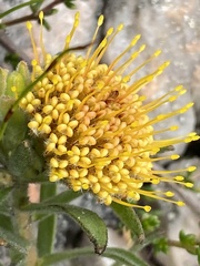 Leucospermum prostratum