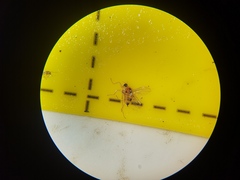 Elaphropeza ephippiata