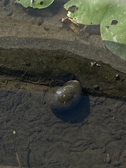Pomacea canaliculata