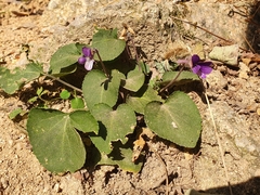Violaceae
