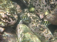 Abudefduf vaigiensis