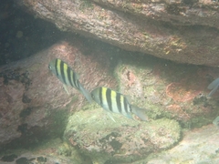 Abudefduf vaigiensis