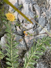 Leucospermum prostratum