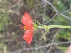 Hibiscus barbosae