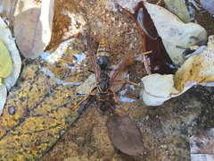 Polistes jokahamae