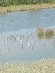Platalea minor