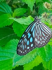 Ideopsis similis